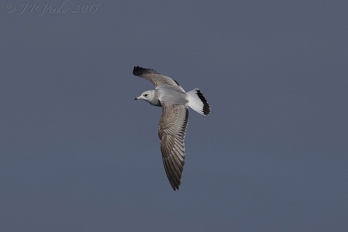 Common Gull