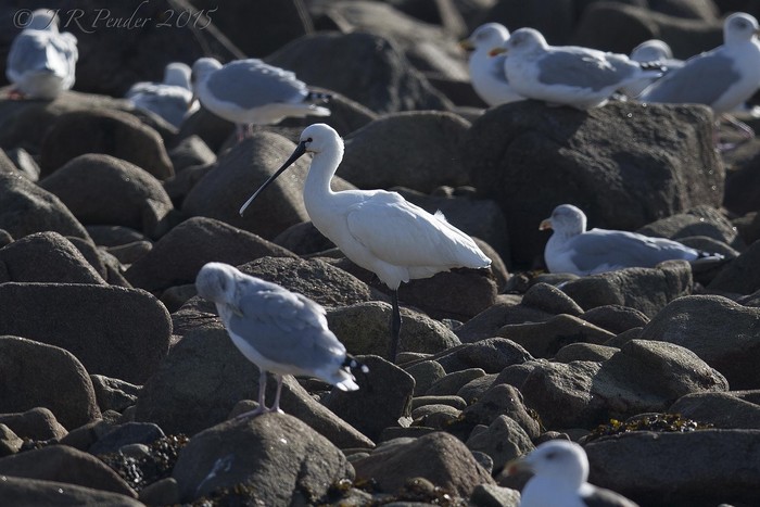 Spoonbill