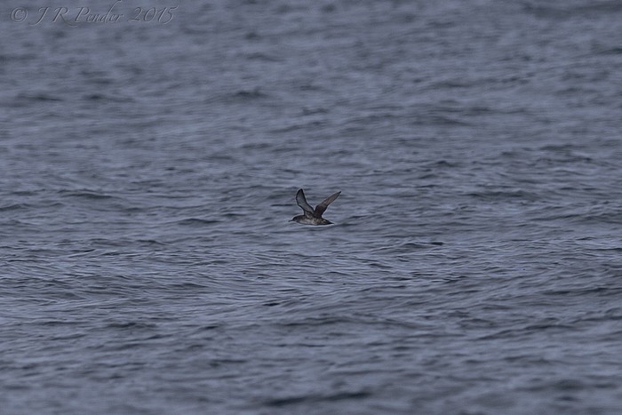 Balearic Shearwater