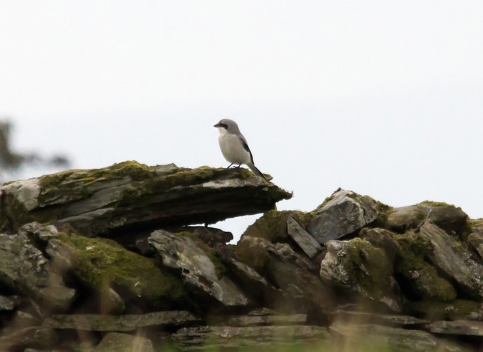 Great Grey Shrike