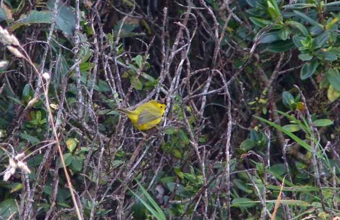 Wilson's Warbler