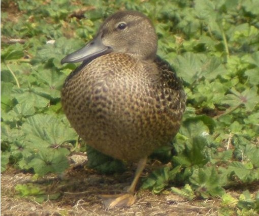 Blue-winged Teal