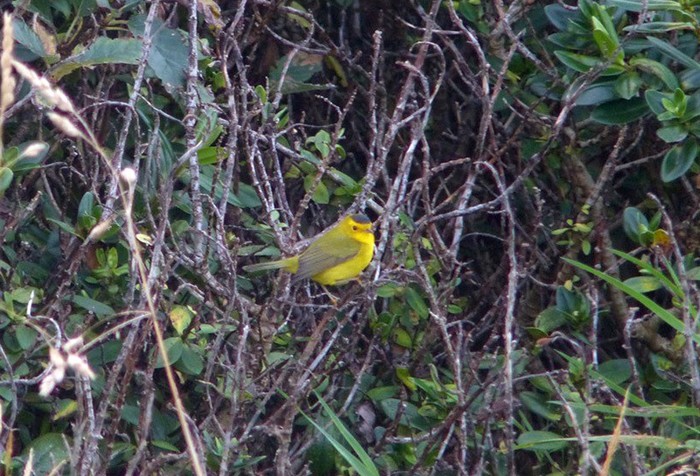 Wilson's Warbler