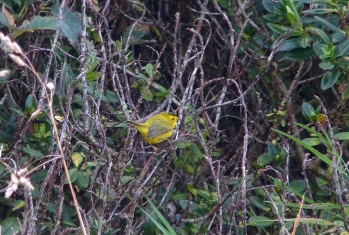 Wilson's Warbler
