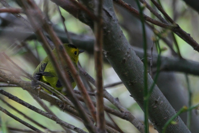 Wilson's Warbler