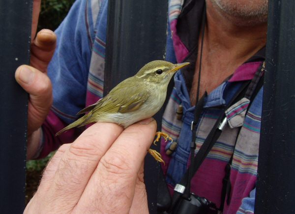 Arctic Warbler