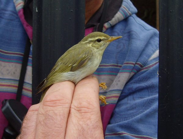 Arctic Warbler