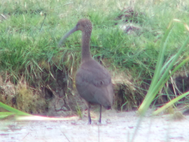 Glossy Ibis