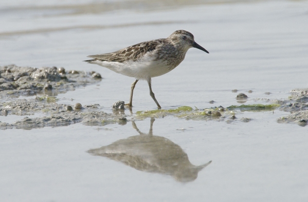 Least Sandpiper