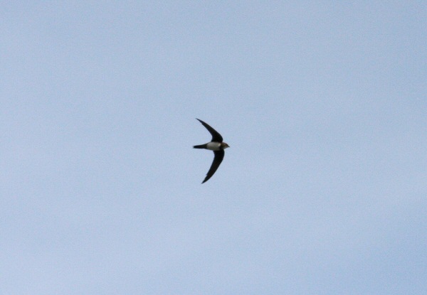 Alpine Swift