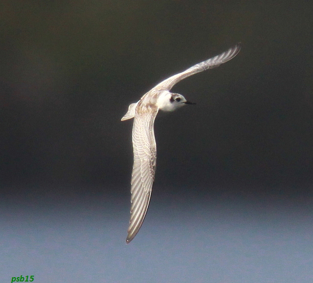 White-winged Black Tern