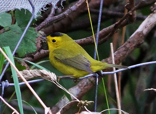 Wilson's Warbler