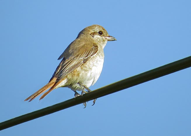 Isabelline Shrike