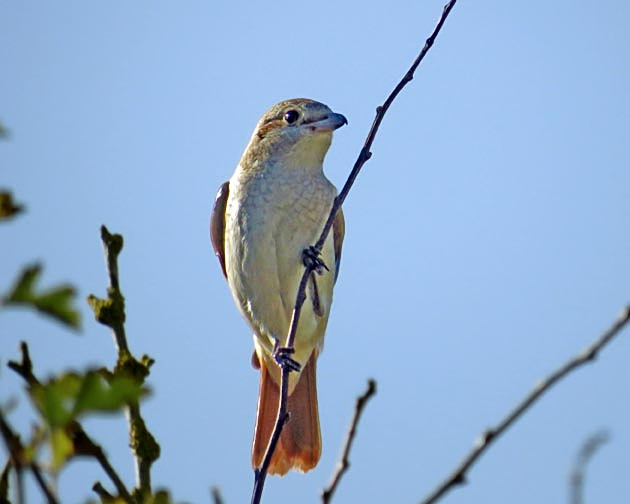 Isabelline Shrike