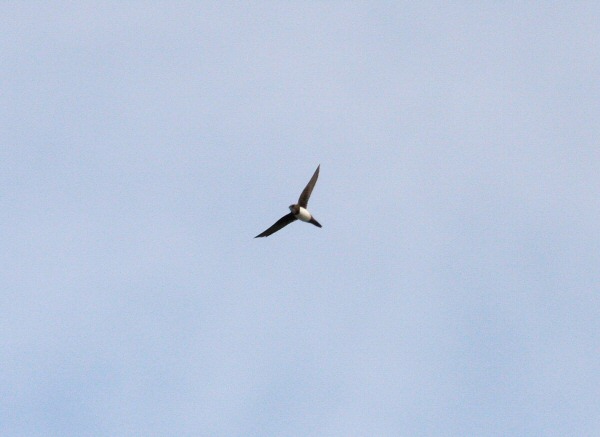 Alpine Swift