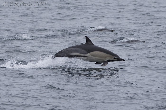 Common Dolphin