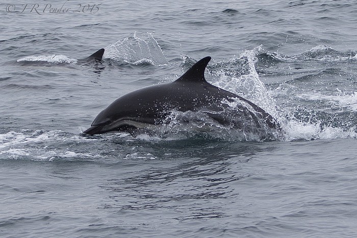 Probable melanistic Common Dolphin
