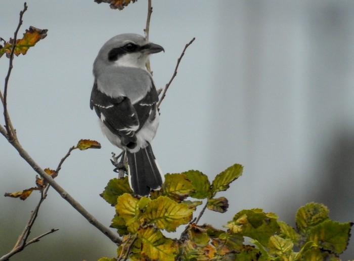 Great Grey Shrike