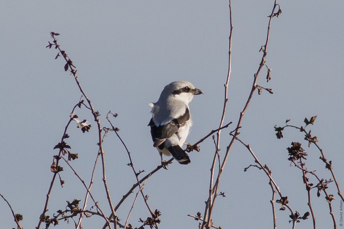 Great Grey Shrike