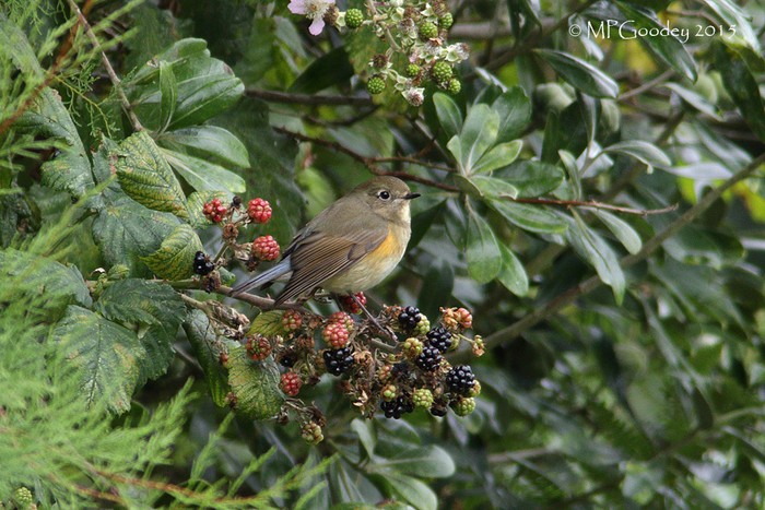 Red-flanked Bluetail