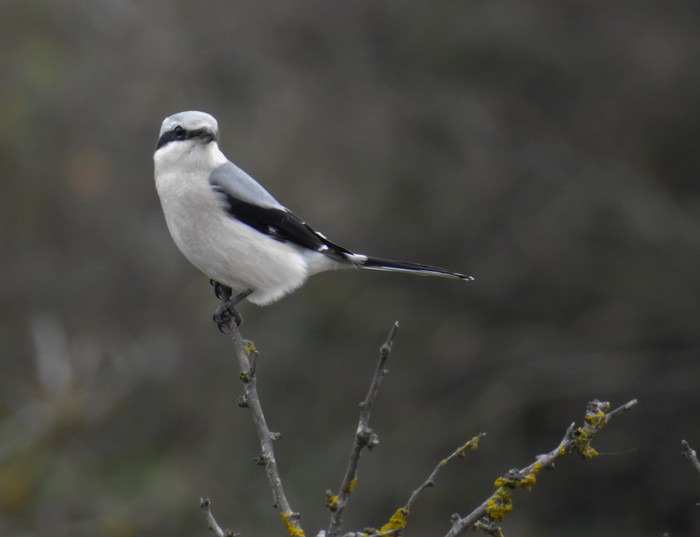 Great Grey Shrike