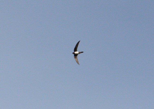 Alpine Swift