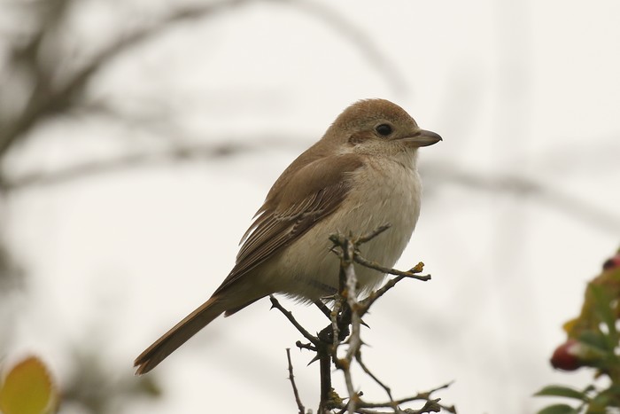 Isabelline Shrike