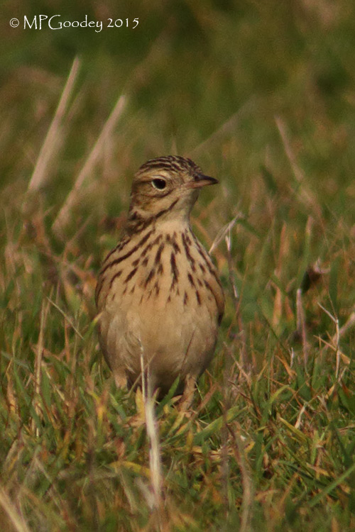 Blyth's Pipit