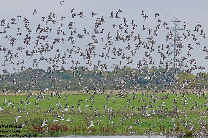 Black-tailed Godwit