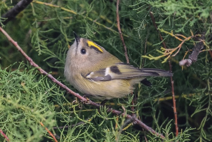 Goldcrest