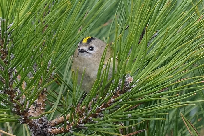 Goldcrest