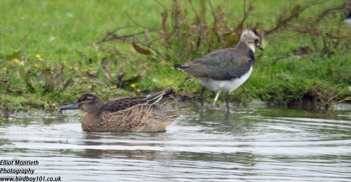 Garganey