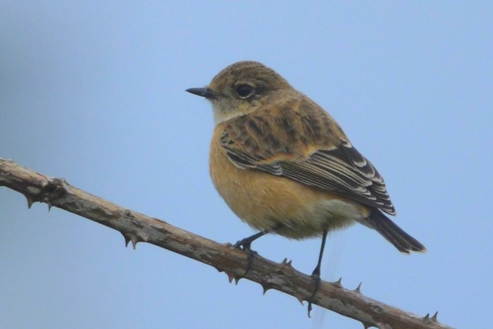 Siberian Stonechat