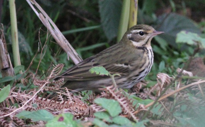 Olive-backed Pipit