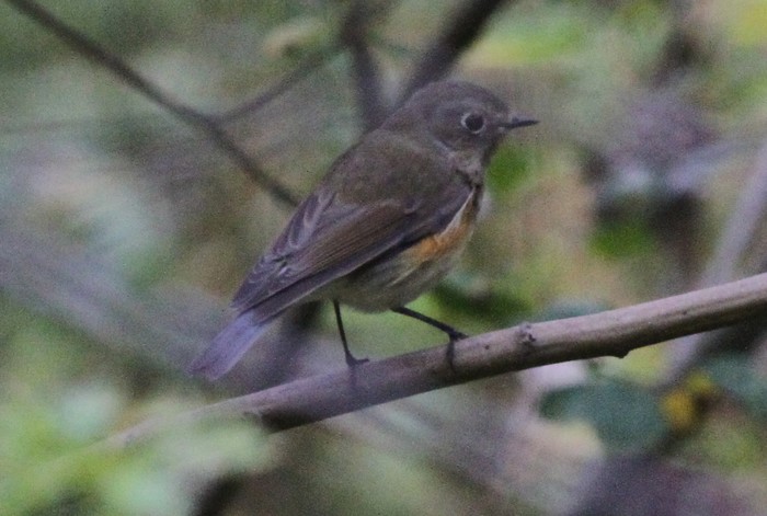 Red-flanked Bluetail