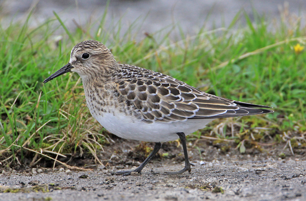 Baird's Sandpiper