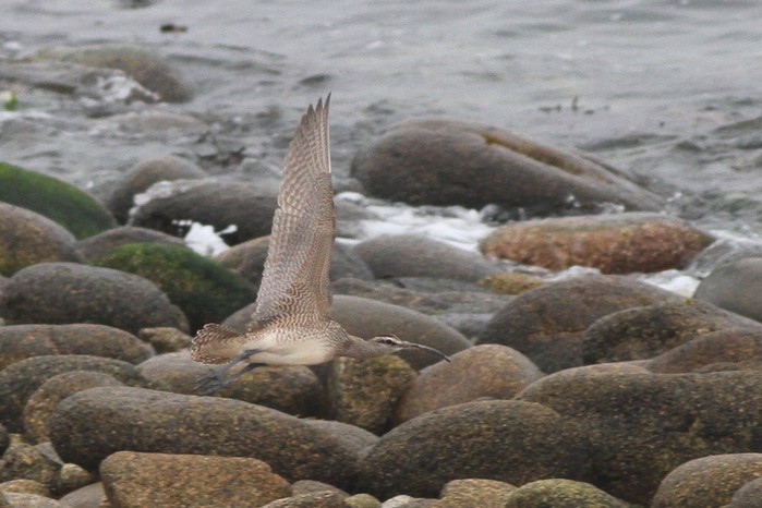 Hudsonian Whimbrel