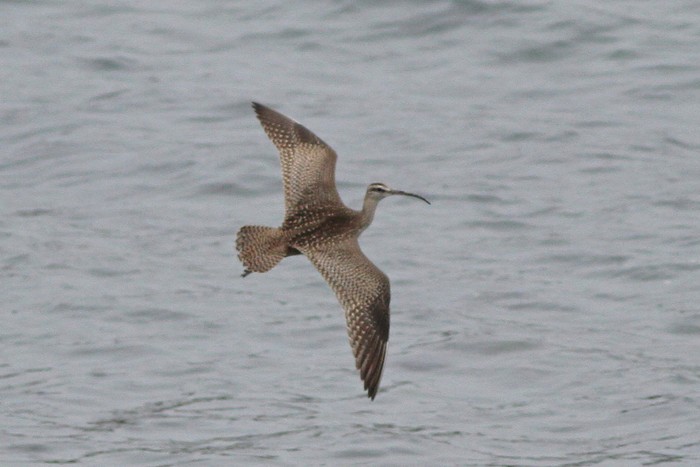 Hudsonian Whimbrel