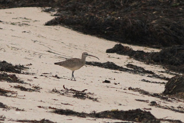 Hudsonian Whimbrel