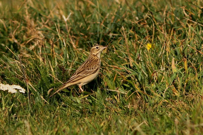 Blyth's Pipit
