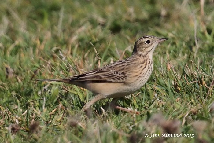 Blyth's Pipit