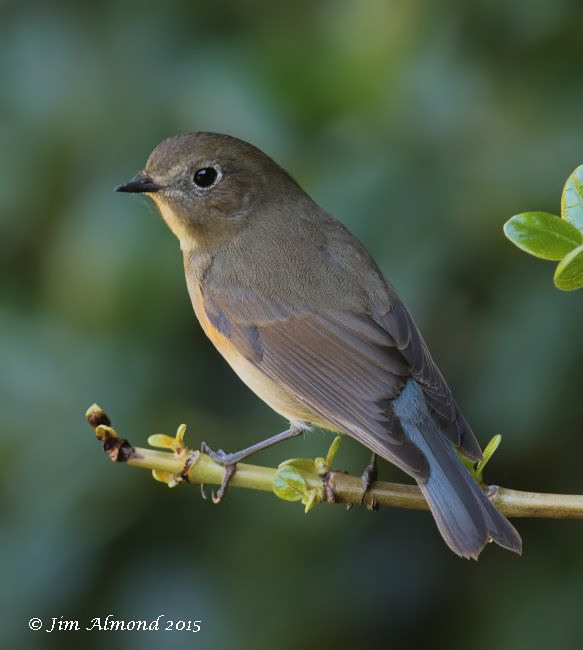 Red-flanked Bluetail