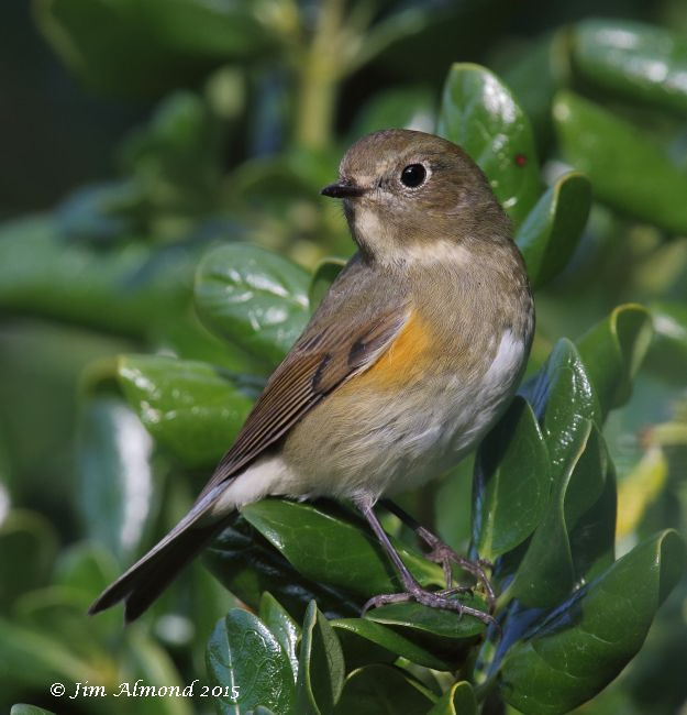 Red-flanked Bluetail