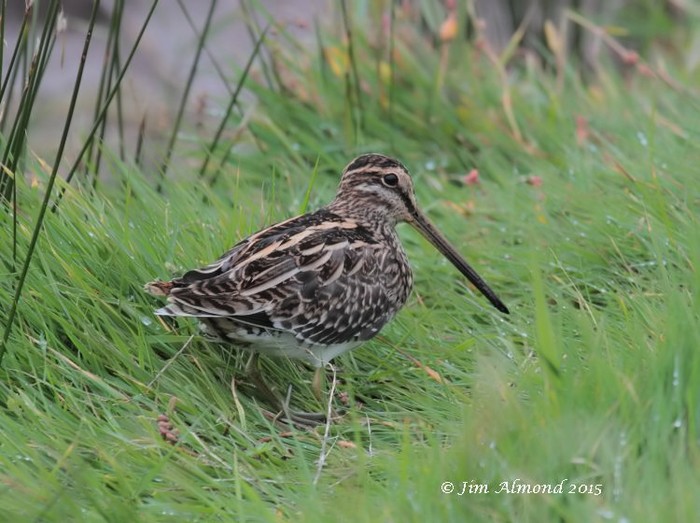 Snipe