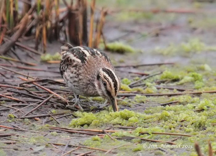 Jack Snipe