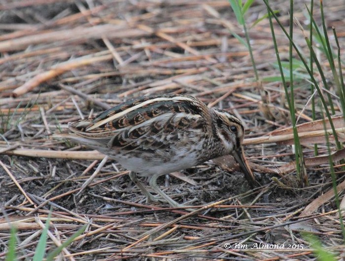 Jack Snipe