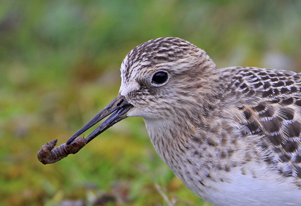 Baird's Sandpiper