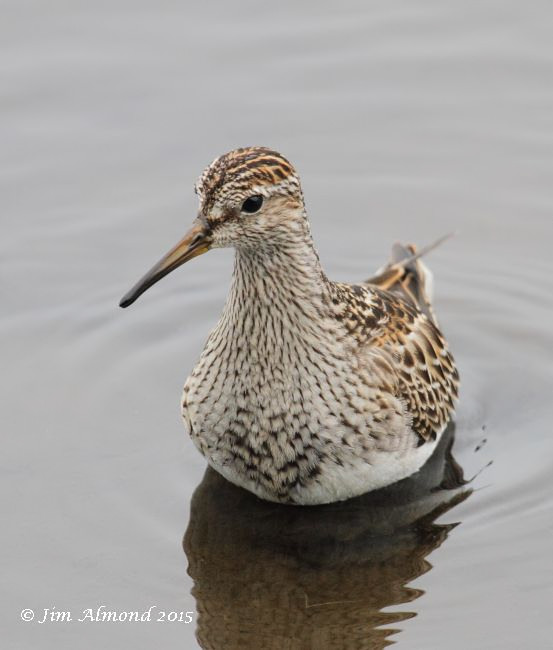 Pectoral Sandpiper