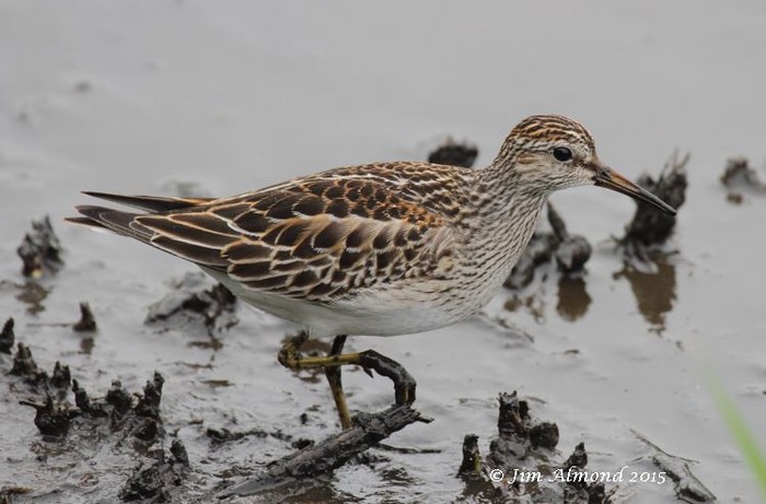 Pectoral Sandpiper