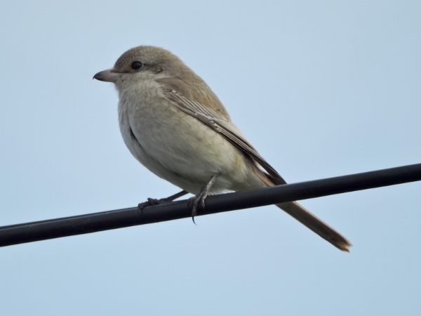 Isabelline Shrike
